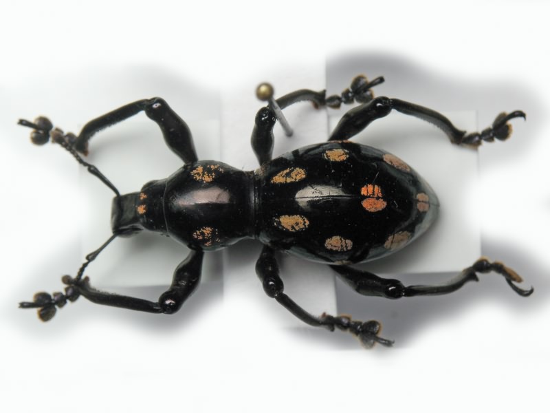 Pachyrhynchus smaragdinus Behrens, 1887